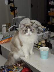 Lost Female Cat last seen Rue de Dublin candiac, Candiac, QC J5R 6T4