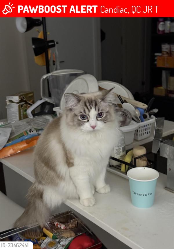 Lost Female Cat last seen Rue de Dublin candiac, Candiac, QC J5R 6T4