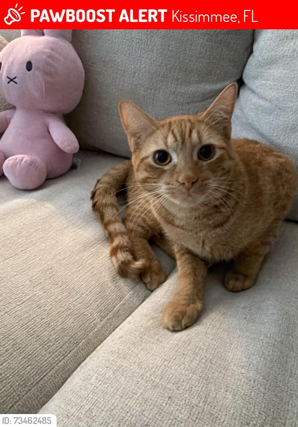 Lost Male Cat last seen Meadow creek rd, Kissimmee, FL 34741