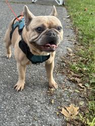 Found/Stray Male Dog last seen Three mile harbor, East Hampton, NY 11937