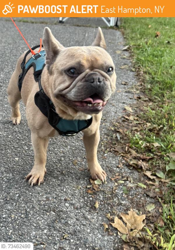 Found/Stray Male Dog last seen Three mile harbor, East Hampton, NY 11937