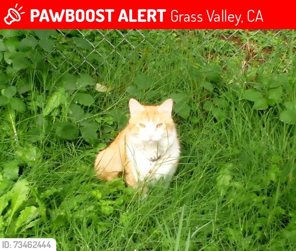 Lost Male Cat last seen Brunswick area, Grass Valley, CA 95945