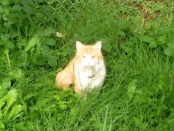 Lost Male Cat last seen Brunswick area, Grass Valley, CA 95945