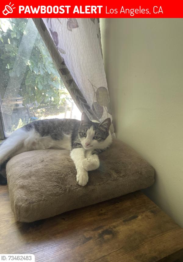 Lost Female Cat last seen Dover and Los Feliz, Los Angeles, CA 90039