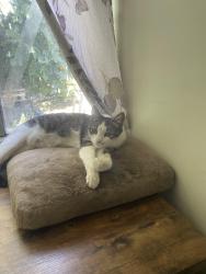 Lost Female Cat last seen Dover and Los Feliz, Los Angeles, CA 90039