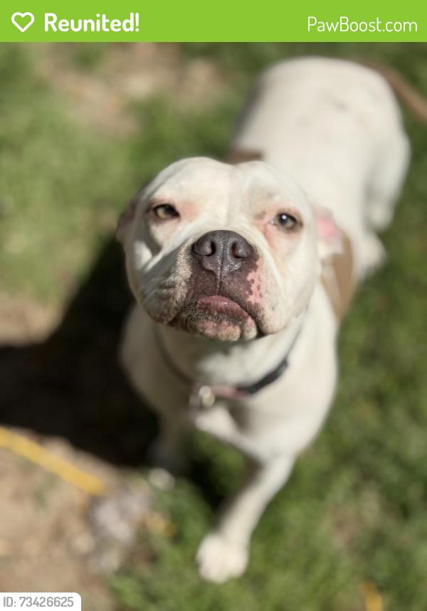 Reunited Female Dog last seen Milton Street and 3rd Ave, Richmond, VA 23222
