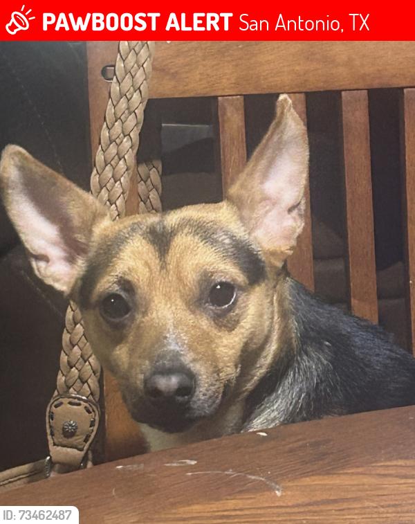 Lost Male Dog last seen Parkwood way and Cedar park, San Antonio, TX 78249