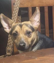 Lost Male Dog last seen Parkwood way and Cedar park, San Antonio, TX 78249