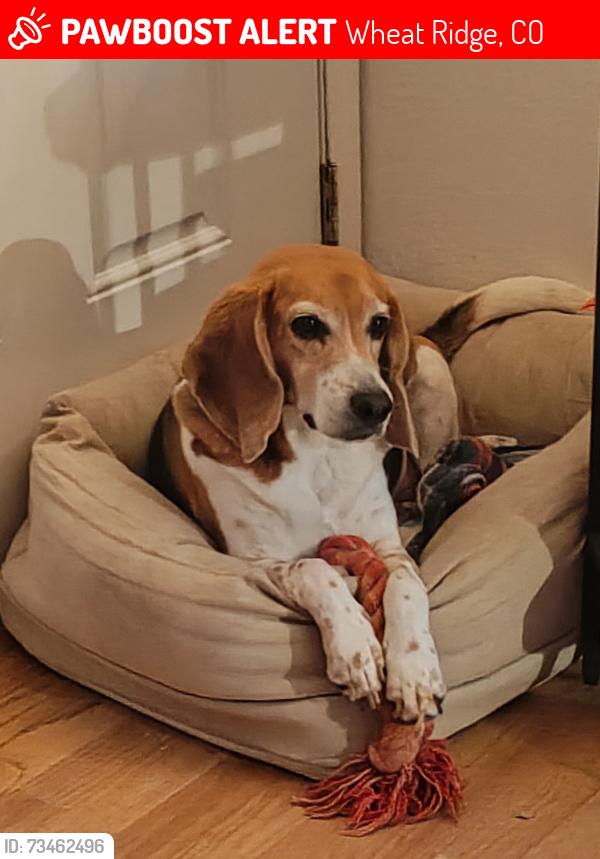 Lost Male Dog last seen 38th and Wadsworth, Wheat Ridge, CO 80033