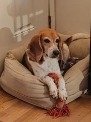 Lost Male Dog last seen 38th and Wadsworth, Wheat Ridge, CO 80033