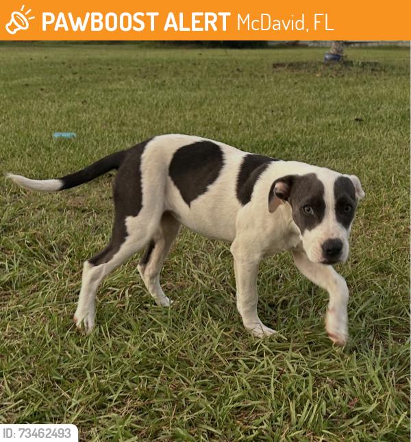 Found/Stray Female Dog last seen Highway 99 and Leandras Ln, McDavid, FL 32568