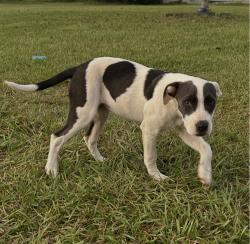 Found/Stray Female Dog last seen Highway 99 and Leandras Ln, McDavid, FL 32568