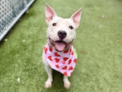 Shelter Stray Female Dog last seen Near E 114 Street, NEW YORK, NY, 10029, 326 E 110th St, New York, NY 10029, USA