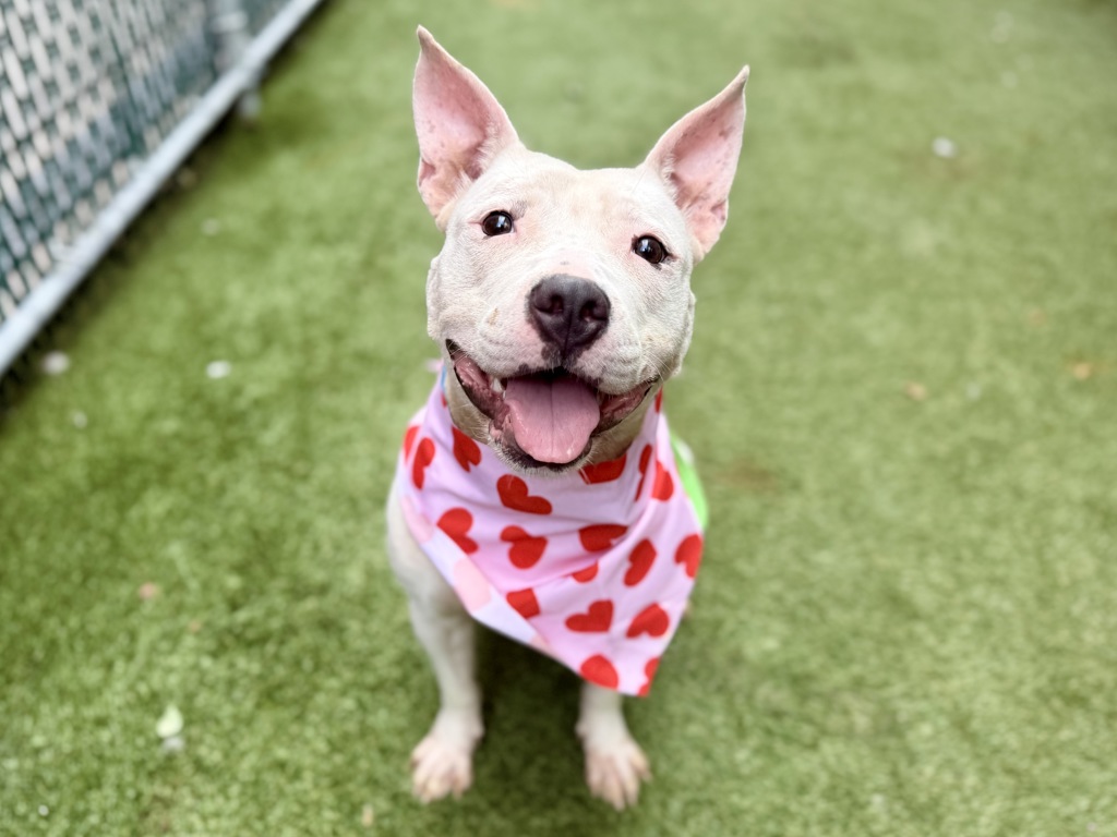 Shelter Stray Female Dog last seen Near E 114 Street, NEW YORK, NY, 10029, 326 E 110th St, New York, NY 10029, USA