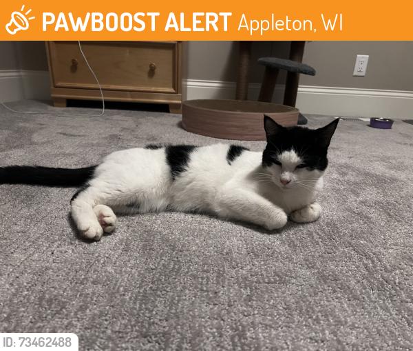 Found/Stray Unknown Cat last seen Ballard, applehill, appleridge neighborhood in Appleton ., Appleton, WI 54911