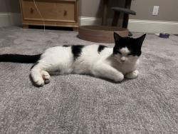 Found/Stray Unknown Cat last seen Ballard, applehill, appleridge neighborhood in Appleton ., Appleton, WI 54911