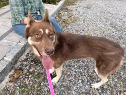 Found/Stray Female Dog last seen Washington and Gould rd., Centereach, NY 11720