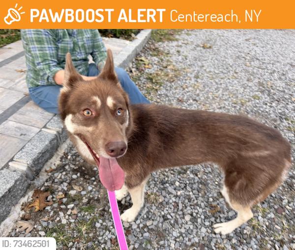 Found/Stray Female Dog last seen Washington and Gould rd., Centereach, NY 11720
