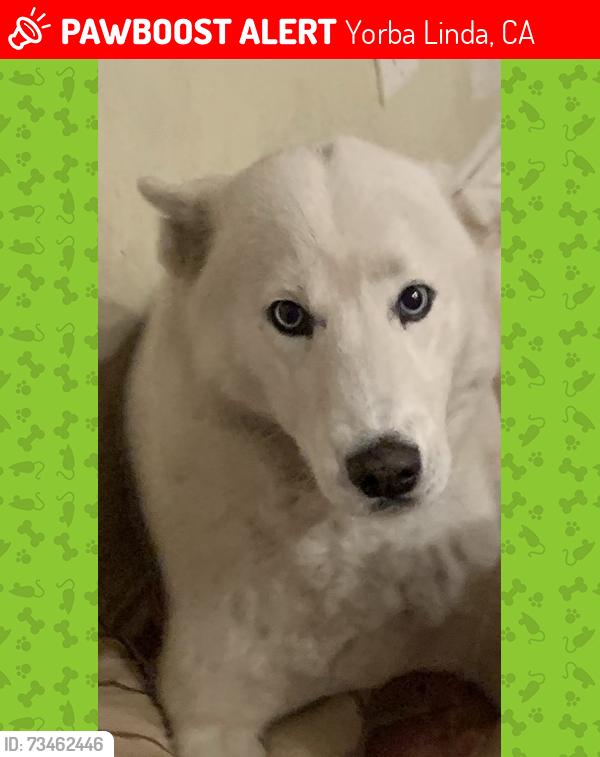 Lost Female Dog last seen Rose Dr., Blake, Yorba Linda, CA 92886