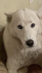 Lost Female Dog last seen Rose Dr., Blake, Yorba Linda, CA 92886