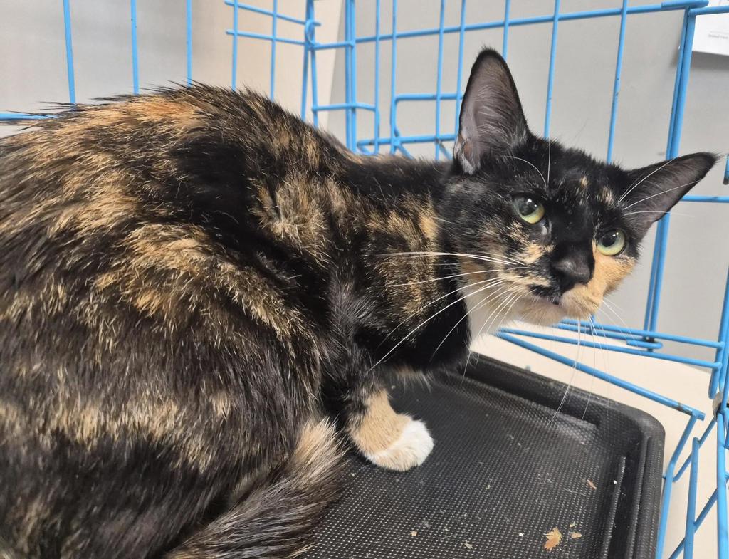 Shelter Stray Female Cat last seen Near E 159 Street, BRONX, NY, 10451, 326 E 110th St, New York, NY 10029, USA