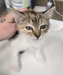 Shelter Stray Female Cat last seen Near W Copper Hill Drive, Magna Township, UT, 84044, 511 W 3900 S, Salt Lake City, UT 84123, USA