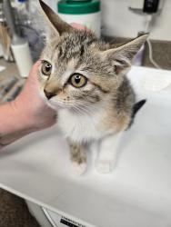 Shelter Stray Female Cat last seen Near W Copper Hill Drive, Magna Township, UT, 84044, 511 W 3900 S, Salt Lake City, UT 84123, USA