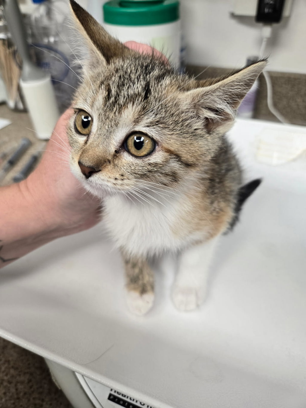 Shelter Stray Female Cat last seen Near W Copper Hill Drive, Magna Township, UT, 84044, 511 W 3900 S, Salt Lake City, UT 84123, USA
