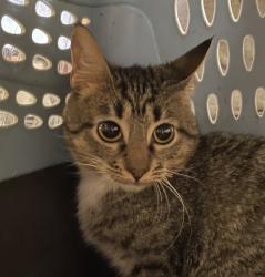 Shelter Stray Female Cat last seen Steel Bridge, PORTLAND, OR, 97209, 1700 W Historic Columbia River Hwy, Troutdale, OR 97060, USA
