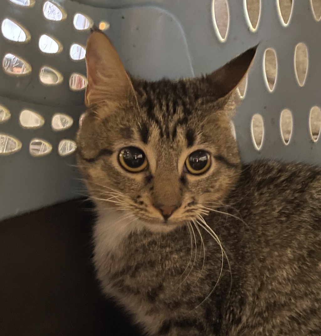 Shelter Stray Female Cat last seen Steel Bridge, PORTLAND, OR, 97209, 1700 W Historic Columbia River Hwy, Troutdale, OR 97060, USA