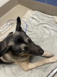 Shelter Stray Male Dog last seen Near Middle Fiskville Road, AUSTIN, TX, 78753, 7201 Levander Loop bldg a, Austin, TX 78702, USA