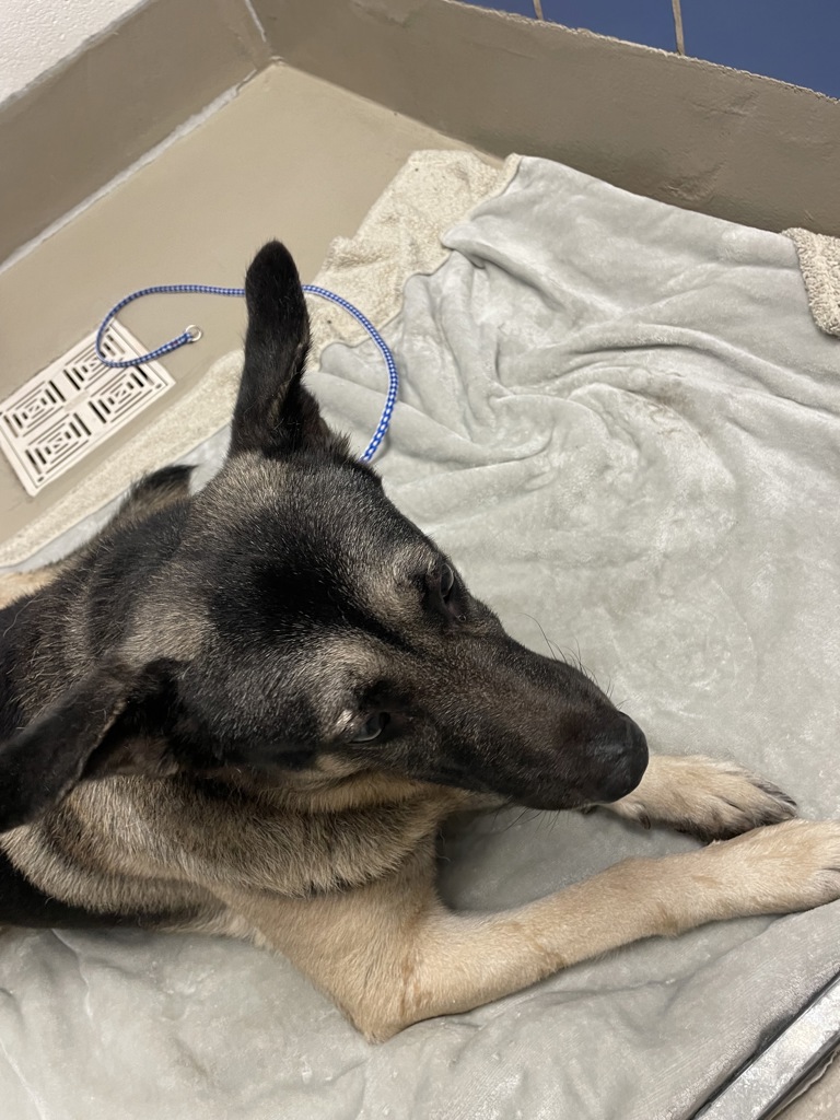 Shelter Stray Male Dog last seen Near Middle Fiskville Road, AUSTIN, TX, 78753, 7201 Levander Loop bldg a, Austin, TX 78702, USA