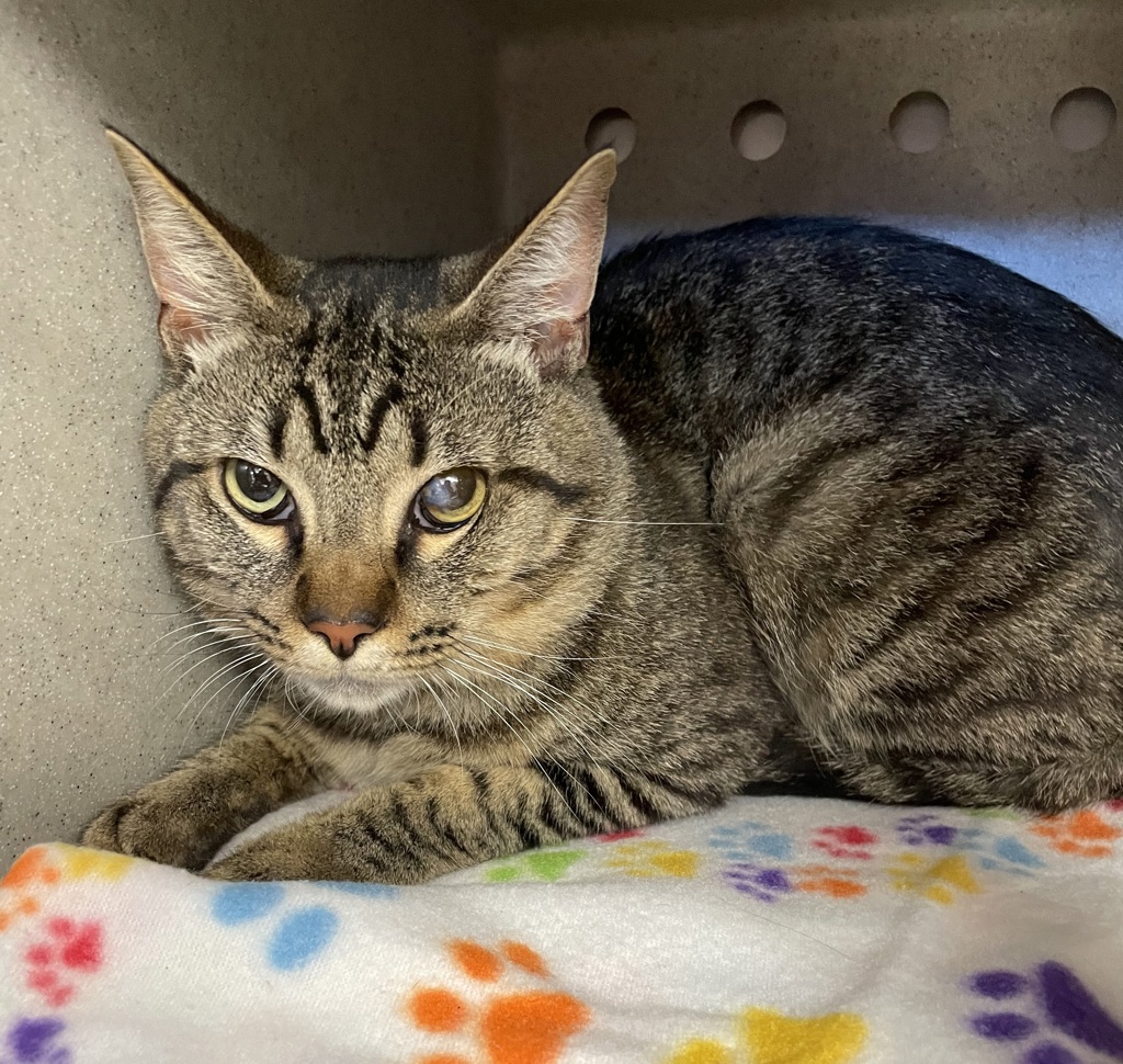 Shelter Stray Male Cat last seen NE 223 and Barr Rd, OR, 1700 W Historic Columbia River Hwy, Troutdale, OR 97060, USA