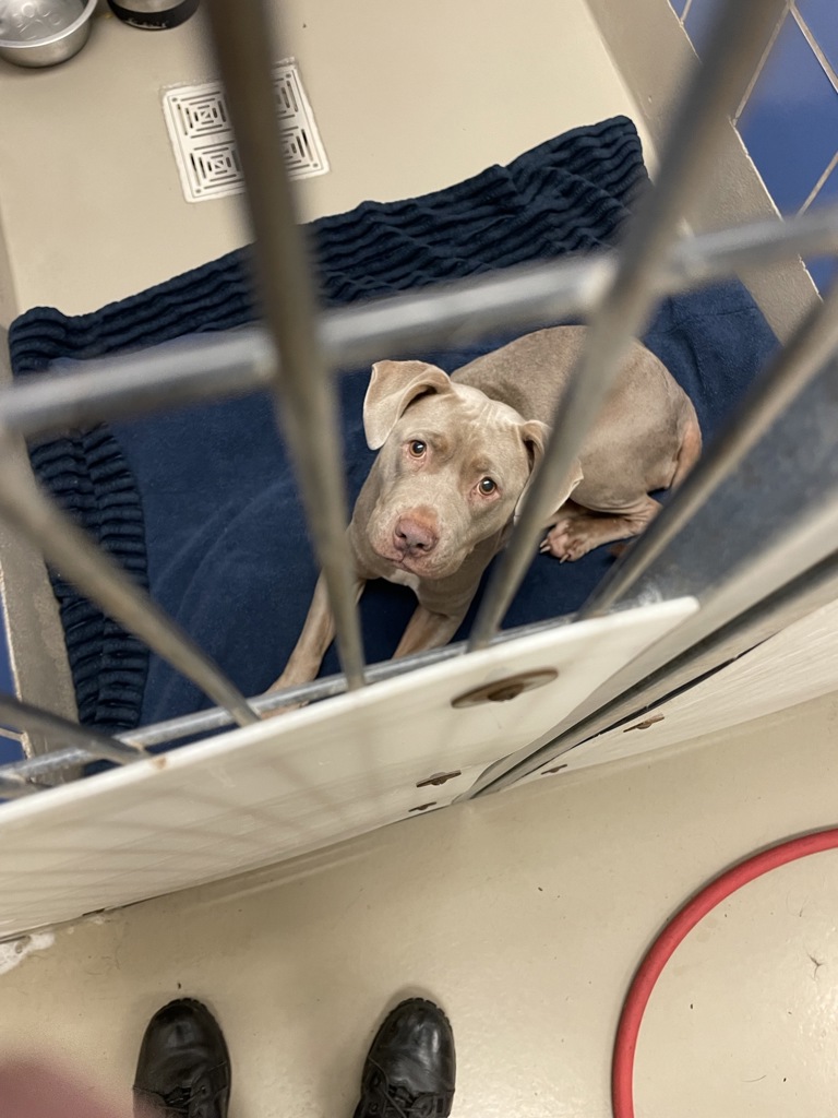 Shelter Stray Female Dog last seen Near Middle Fiskville Road, AUSTIN, TX, 78753, 7201 Levander Loop bldg a, Austin, TX 78702, USA