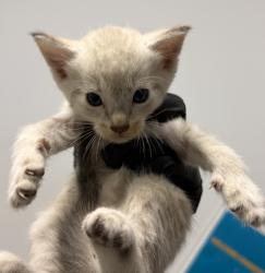 Shelter Stray Male Cat last seen Near Irving Avenue, San Diego, CA, 92113, 5500 Gaines St, San Diego, CA 92110, USA