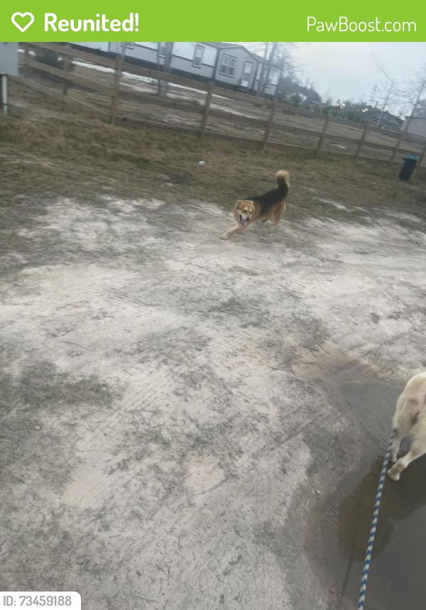 Reunited Male Dog last seen Near road and 5251 road, Liberty County, TX 77327