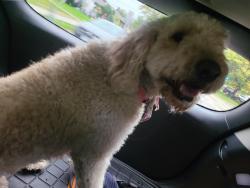 Reunited Female Dog last seen Hilltop Elementary School, Inver Grove Heights, MN 55076