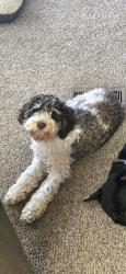 Reunited Male Dog last seen Sylven Glen Estates, Brighton, MI 48114