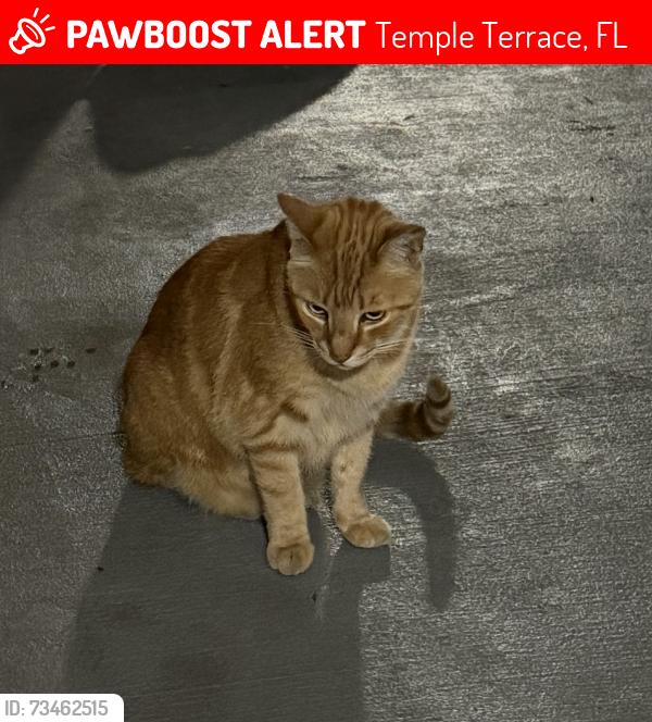 Lost Male Cat last seen 53rd and Whiteway, Temple Terrace, FL 33617