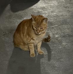 Lost Male Cat last seen 53rd and Whiteway, Temple Terrace, FL 33617