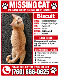 Lost Female Cat last seen Near Adelaide ave, San Diego, CA 92115