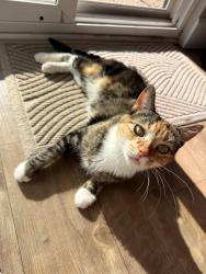 Lost Female Cat last seen W Buckskin Trail and 183rd Ave, Surprise, AZ 85387