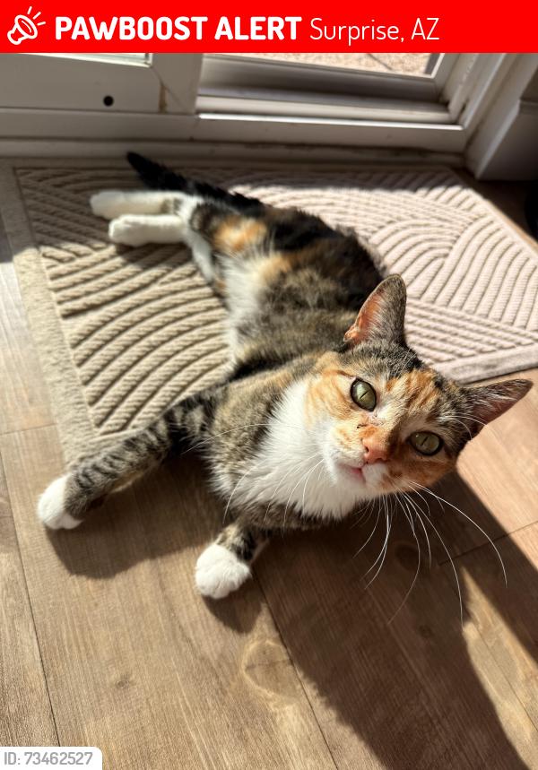 Lost Female Cat last seen W Buckskin Trail and 183rd Ave, Surprise, AZ 85387