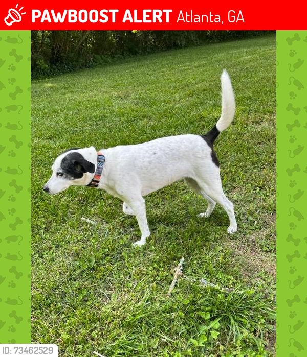 Lost Female Dog last seen Briarcliff Road, Raintree St, Atlanta, GA 30345