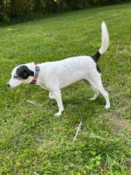 Lost Female Dog last seen Briarcliff Road, Raintree St, Atlanta, GA 30345