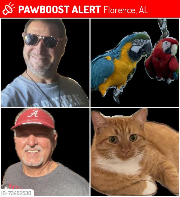 Lost Male Cat last seen Near Cottage Lane Florence Alabama, Florence, AL 35630