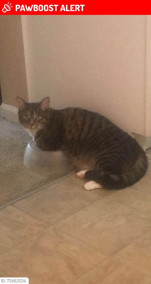 Lost Male Cat last seen N Sarwil Dr Canal Winchester Ohio, Canal Winchester, OH 43110