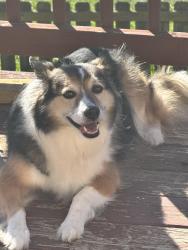 Reunited Female Dog last seen Danielson South Bloomfield, South Bloomfield, OH 43103