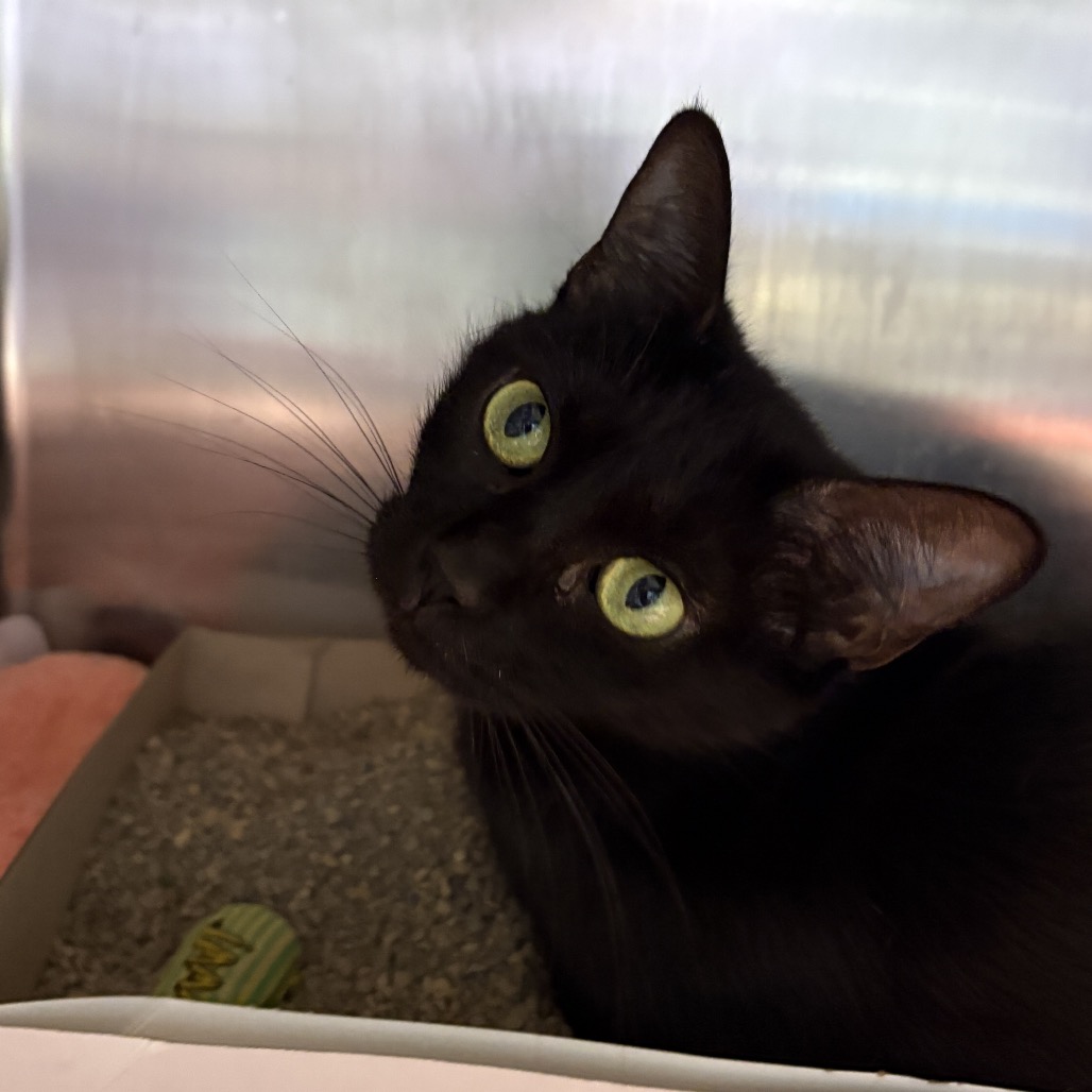 Shelter Stray Female Cat last seen , 3607 N Armenia Ave, Tampa, FL 33607, USA