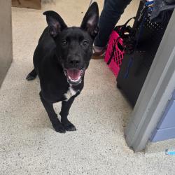 Shelter Stray Female Dog last seen , 8464 Beach Blvd, Jacksonville, FL 32216, USA